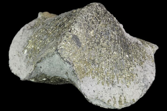 Pyrite Replaced Brachiopod (Paraspirifer) - Ohio #89720